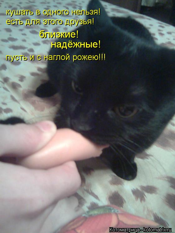 Котоматрица: кушать в одного нельзя! есть для этого друзья! надёжные! близкие! пусть и с наглой рожею!!!