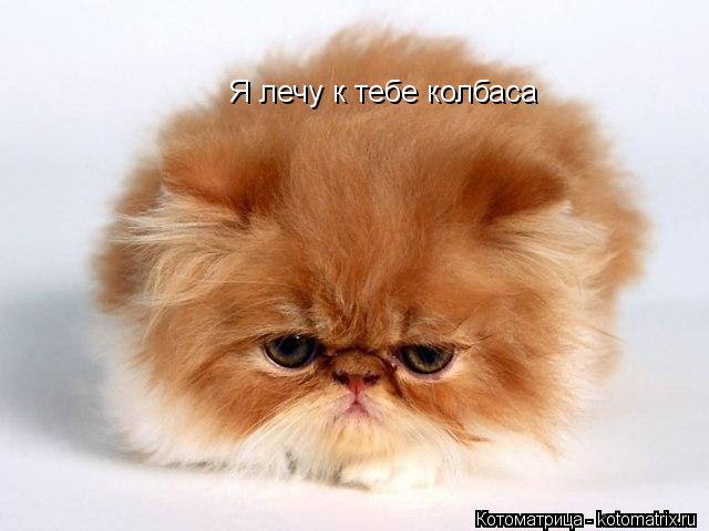 Я лечу к тебе колбаса... Котоматрица: Я лечу к тебе колбаса