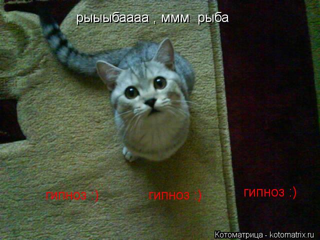 рыыыбаааа , ммм рыба гипноз :) гипноз :) гипноз :)... Котоматрица: рыыыбаааа , ммм рыба гипноз :) гипноз :) гипноз :)