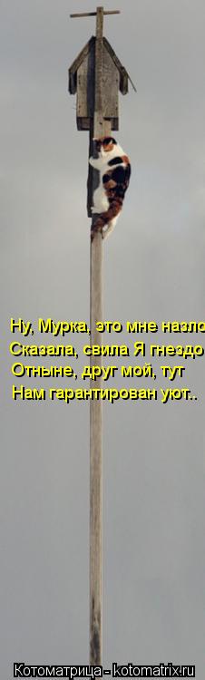 Котоматрица: Ну, Мурка, это мне назло Сказала, свила Я гнездо. Отныне, друг мой, тут Нам гарантирован уют..