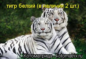 тигр белый (в наличии 2 шт.)... Котоматрица: тигр белый (в наличии 2 шт.)