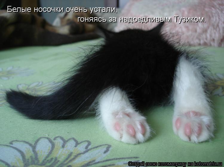 Белые носочки очень устали, гоняясь за надоедливым Тузиком.... Котоматрица: Белые носочки очень устали, гоняясь за надоедливым Тузиком.