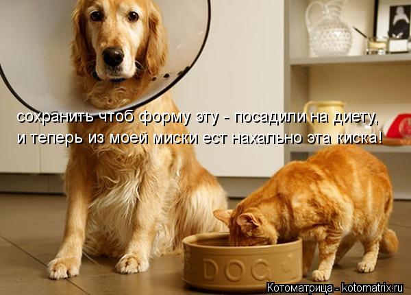 Котоматрица: сохранить чтоб форму эту - посадили на диету, и теперь из моей миски ест нахально эта киска!