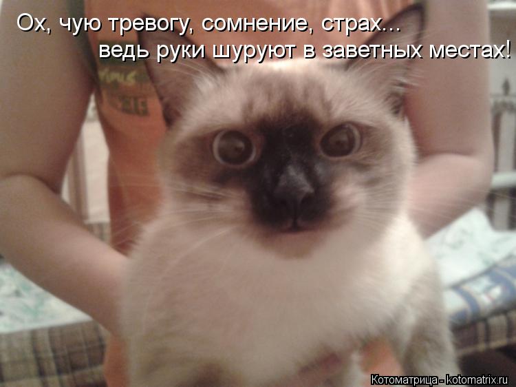 Котоматрица: Ох, чую тревогу, сомнение, страх... ведь руки шуруют в заветных местах!