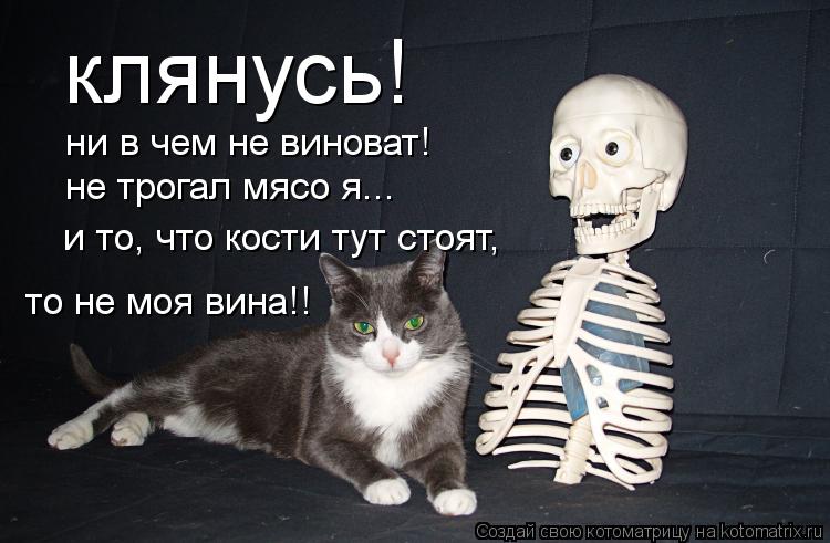 Котоматрица: клянусь! ни в чем не виноват! не трогал мясо я... и то, что кости тут стоят, то не моя вина!!