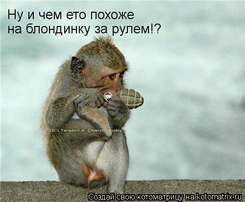 Ну и чем ето похоже на блондинку за рулем!?... Котоматрица: Ну и чем ето похоже на блондинку за рулем!?