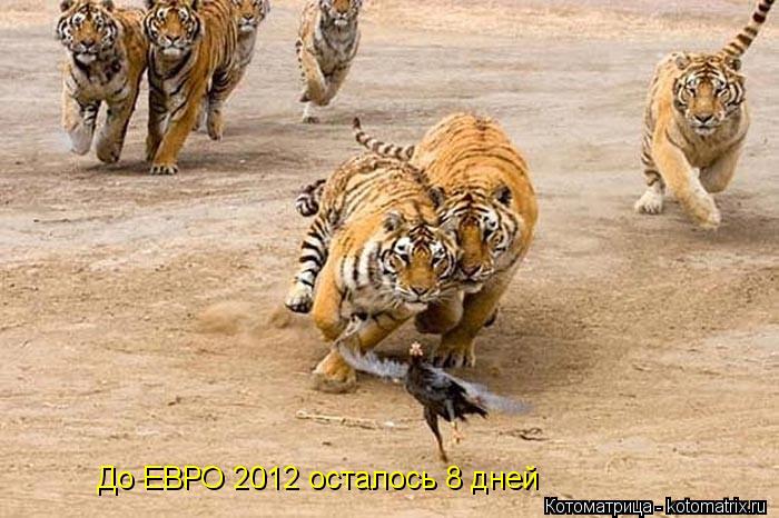 До ЕВРО 2012 осталось 8 дней... Котоматрица: До ЕВРО 2012 осталось 8 дней