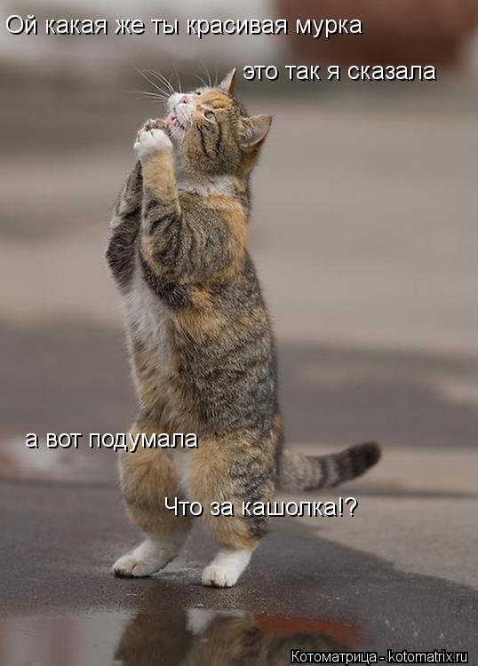 Ой какая же ты красивая мурка это так я сказала а вот подумала Что за кашолка!?... Котоматрица: Ой какая же ты красивая мурка это так я сказала а вот подумала Что за кашолка!?