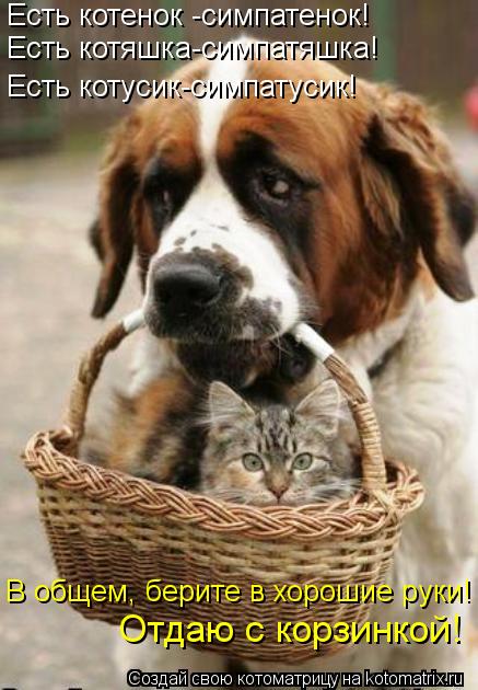 Котоматрица: Есть котенок -симпатенок! Есть котяшка-симпатяшка! Есть котусик-симпатусик! В общем, берите в хорошие руки!  Отдаю с корзинкой!