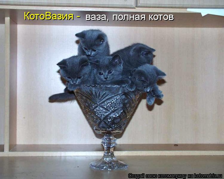Котоматрица: КотоВазия - ваза, полная котов