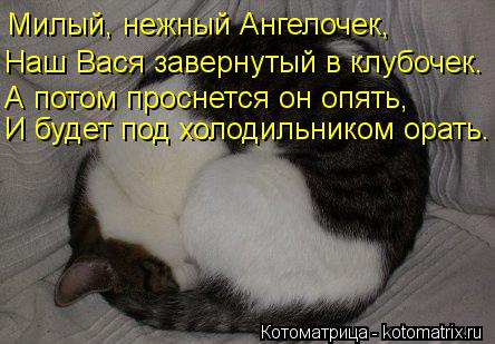 Милый, нежный Ангелочек, Наш Вася завернутый в клубочек. А потом проснется он опять, И будет под холо... Котоматрица: Милый, нежный Ангелочек, Наш Вася завернутый в клубочек. А потом проснется он опять, И будет под холодильником орать.