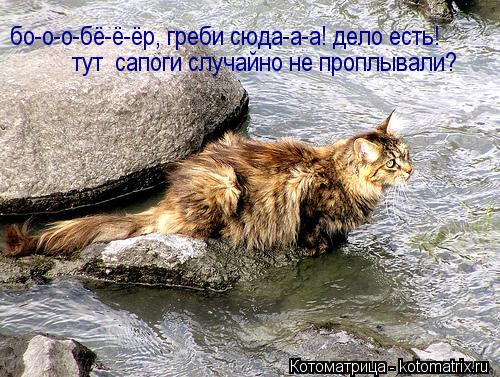 Котоматрица: бо-о-о-бё-ё-ёр, греби сюда-а-а! дело есть! тут  сапоги случайно не проплывали?