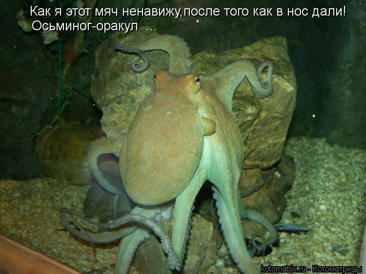 Как я этот мяч ненавижу,после того как в нос дали! «Осьминог-оракул» ...... Котоматрица: Как я этот мяч ненавижу,после того как в нос дали! «Осьминог-оракул» ...