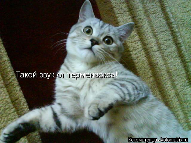 Такой звук от терменвокса!... Котоматрица: Такой звук от терменвокса!