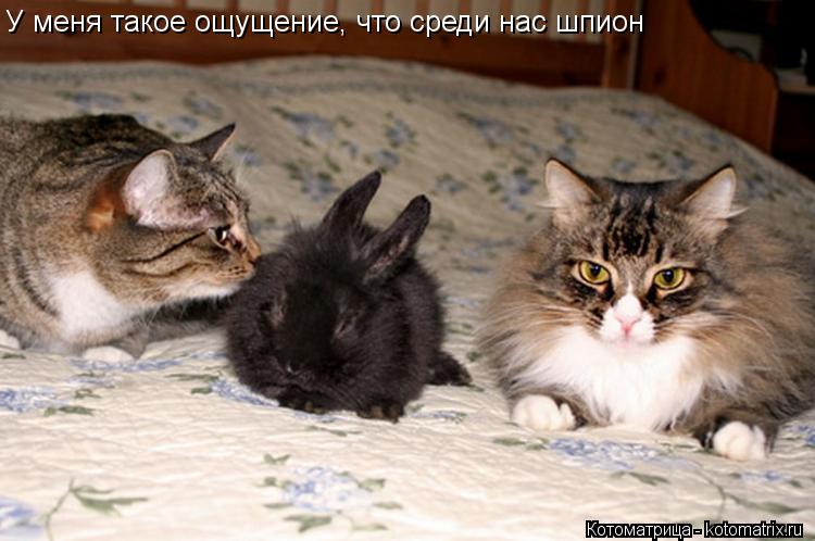 Котоматрица: У меня такое ощущение, что среди нас шпион