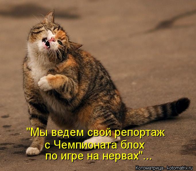 "Мы ведем свой репортаж с Чемпионата блох по игре на нервах"...... Котоматрица: "Мы ведем свой репортаж с Чемпионата блох по игре на нервах"...
