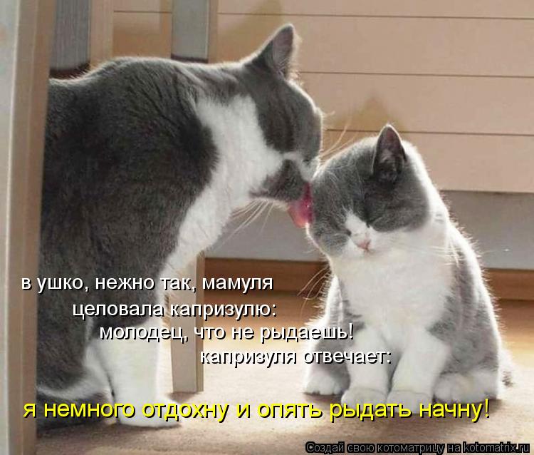 Котоматрица: в ушко, нежно так, мамуля целовала капризулю: молодец, что не рыдаешь! капризуля отвечает: я немного отдохну и опять рыдать начну!