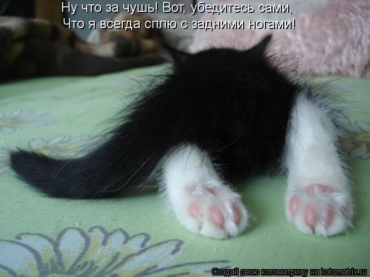 Ну что за чушь! Вот, убедитесь сами, Что я всегда сплю с задними ногами!... Котоматрица: Ну что за чушь! Вот, убедитесь сами, Что я всегда сплю с задними ногами!