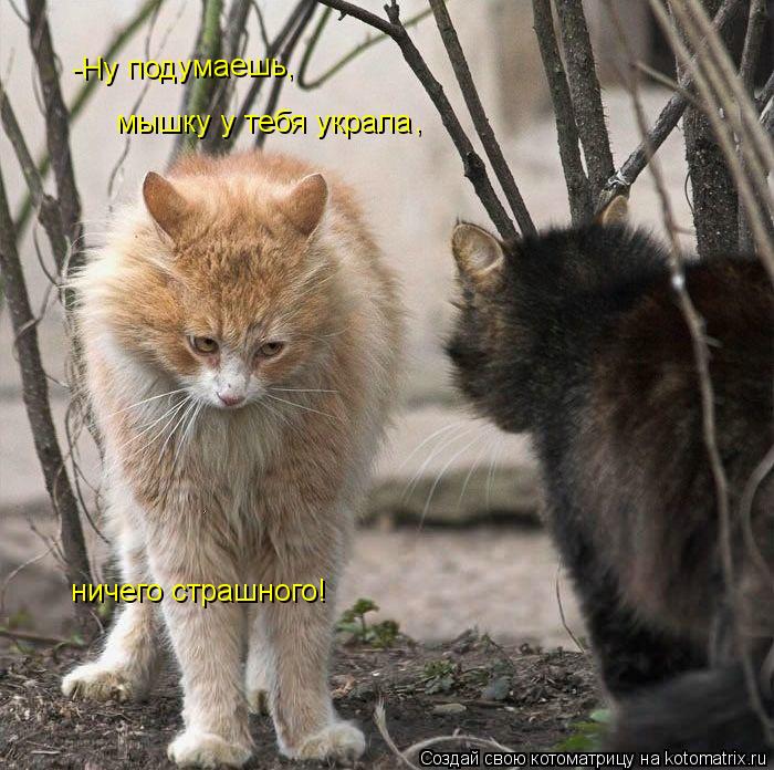 -Ну подумаешь, мышку у тебя украла , ничего страшного!... Котоматрица: -Ну подумаешь, мышку у тебя украла , ничего страшного!