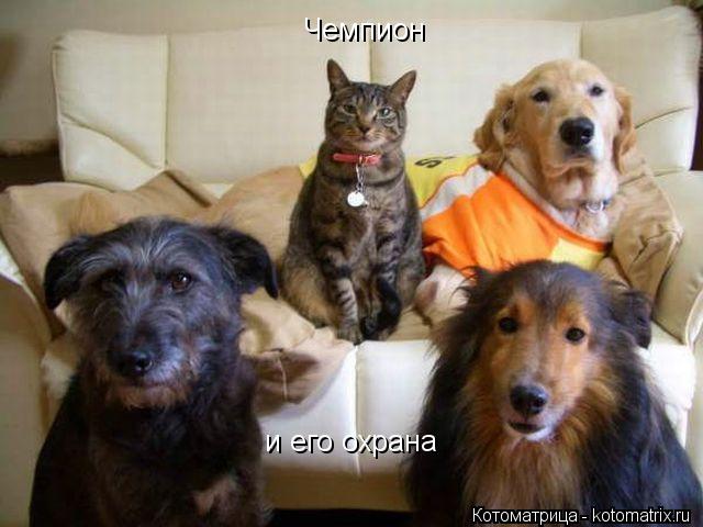 Чемпион и его охрана... Котоматрица: Чемпион и его охрана