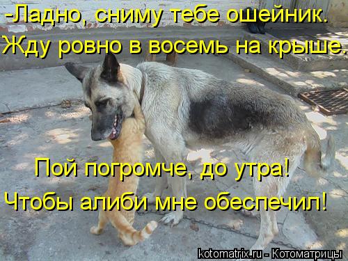 -Ладно, сниму тебе ошейник. Чтобы алиби мне обеспечил! Жду ровно в восемь на крыше. Пой погромче, до ... Котоматрица: -Ладно, сниму тебе ошейник. Чтобы алиби мне обеспечил! Жду ровно в восемь на крыше. Пой погромче, до утра!