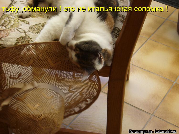 тьфу ,обманули ! это не итальянская соломка !... Котоматрица: тьфу ,обманули ! это не итальянская соломка !