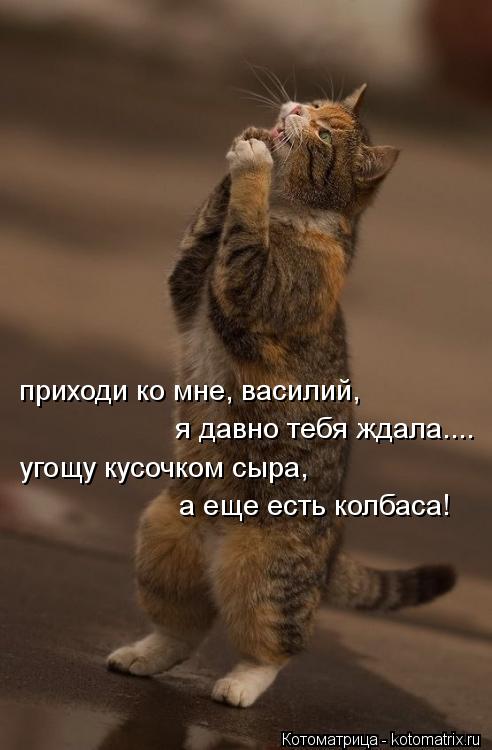 приходи ко мне, василий, я давно тебя ждала.... угощу кусочком сыра, а еще есть колбаса!... Котоматрица: приходи ко мне, василий, я давно тебя ждала.... угощу кусочком сыра, а еще есть колбаса!