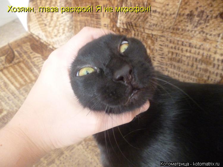 Хозяин, глаза раскрой! Я не мкрофон!... Котоматрица: Хозяин, глаза раскрой! Я не мкрофон!