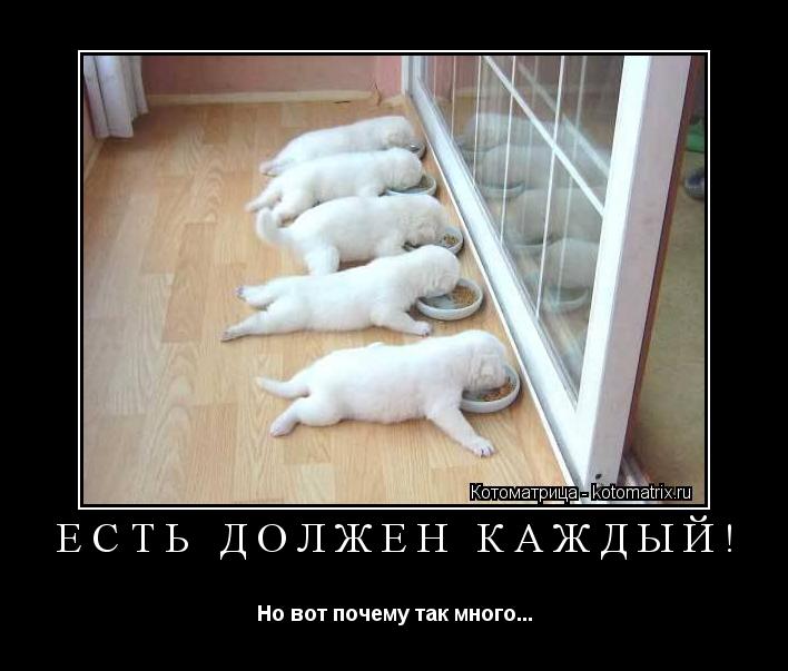 Есть должен каждый! Но вот почему так много...... Котоматрица: Есть должен каждый! Но вот почему так много...