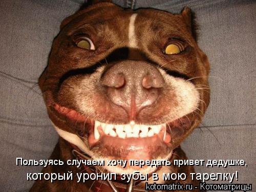Пользуясь случаем хочу передать привет дедушке, который уронил зубы в мою тарелку!... Котоматрица: Пользуясь случаем хочу передать привет дедушке, который уронил зубы в мою тарелку!