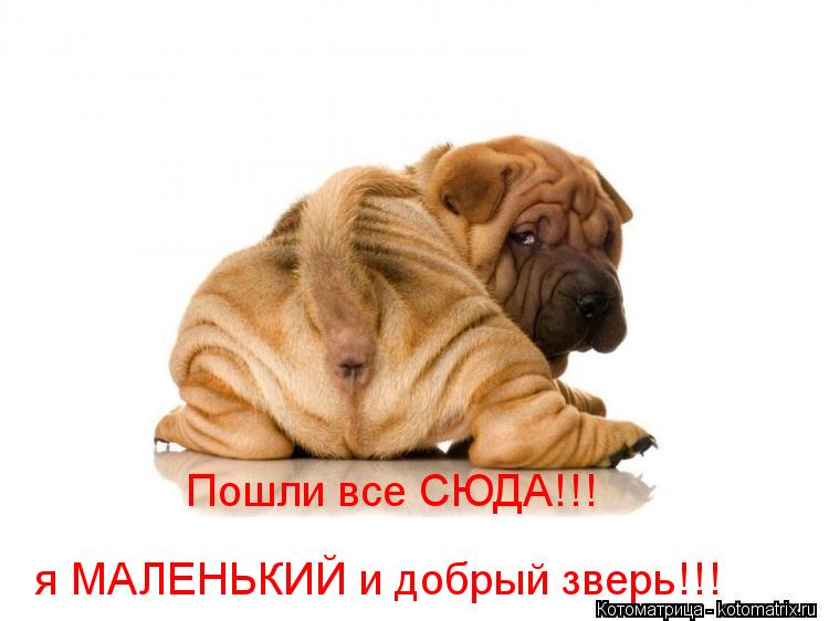 Пошли все СЮДА!!! я МАЛЕНЬКИЙ и добрый зверь!!!... Котоматрица: Пошли все СЮДА!!! я МАЛЕНЬКИЙ и добрый зверь!!!