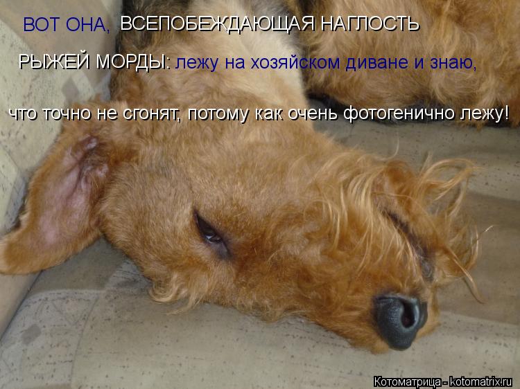 ВОТ ОНА, ВСЕПОБЕЖДАЮЩАЯ НАГЛОСТЬ РЫЖЕЙ МОРДЫ: лежу на хозяйском диване и знаю, что точно не сгонят, ... Котоматрица: ВОТ ОНА, ВСЕПОБЕЖДАЮЩАЯ НАГЛОСТЬ РЫЖЕЙ МОРДЫ: лежу на хозяйском диване и знаю, что точно не сгонят, потому как очень фотогенично лежу!
