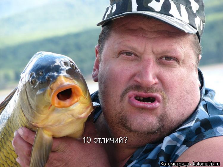 10 отличий?... Котоматрица: 10 отличий?