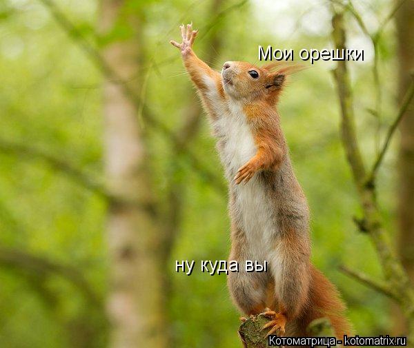 Мои орешки ну куда вы... Котоматрица: Мои орешки ну куда вы
