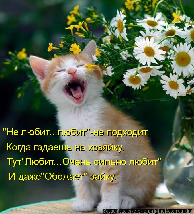 "Не любит...любит"-не подходит, Когда гадаешь на хозяйку. Тут"Любит...Очень сильно любит" И даже"Обож... Котоматрица: "Не любит...любит"-не подходит, Когда гадаешь на хозяйку. Тут"Любит...Очень сильно любит" И даже"Обожает" зайку.