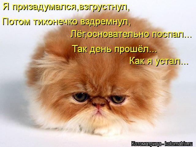 Я призадумался,взгрустнул, Потом тихонечко вздремнул, Лёг,основательно поспал... Так день прошёл... К... Котоматрица: Я призадумался,взгрустнул, Потом тихонечко вздремнул, Лёг,основательно поспал... Так день прошёл... Как я устал...