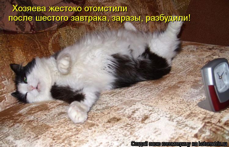Хозяева жестоко отомстили после шестого завтрака, заразы, разбудили!... Котоматрица: Хозяева жестоко отомстили после шестого завтрака, заразы, разбудили!