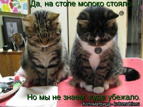 Да, на столе молоко стояло, Но мы не знаем, куда убежало.... Котоматрица: Да, на столе молоко стояло, Но мы не знаем, куда убежало.