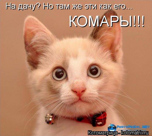На дачу? Но там же эти как его... КОМАРЫ!!!... Котоматрица: На дачу? Но там же эти как его... КОМАРЫ!!!