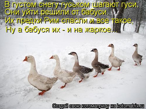 Котоматрица: В густом снегу гуськом шагают гуси. Они уйти решили от бабуси. Их предки Рим спасли и все такое, Ну а бабуся их - и на жаркое...