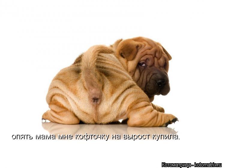 опять мама мне кофточку на вырост купила.... Котоматрица: опять мама мне кофточку на вырост купила.