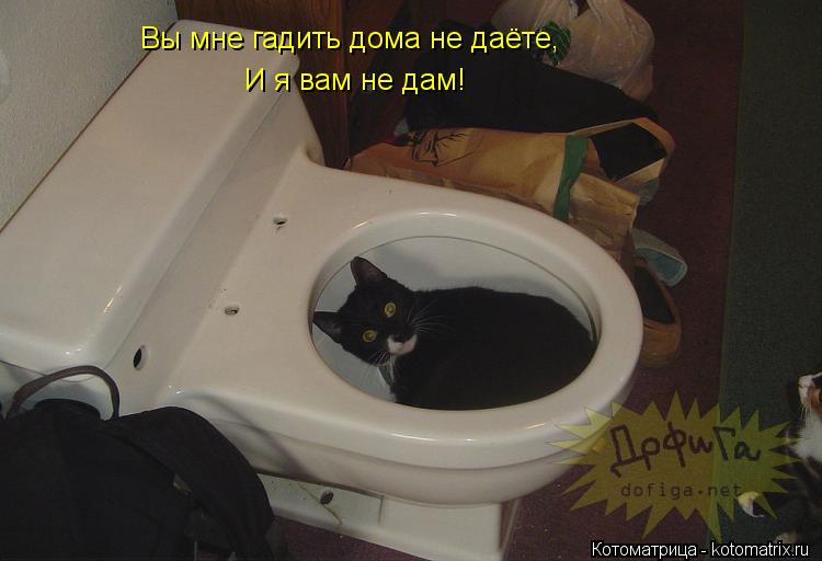 Вы мне гадить дома не даёте, И я вам не дам!... Котоматрица: Вы мне гадить дома не даёте, И я вам не дам!