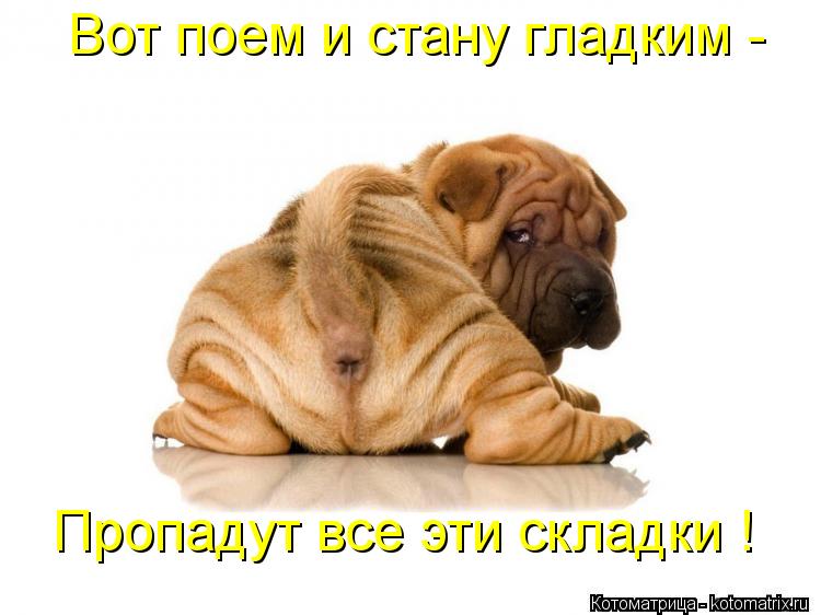 Пропадут все эти складки ! Вот поем и стану гладким -... Котоматрица: Пропадут все эти складки ! Вот поем и стану гладким -