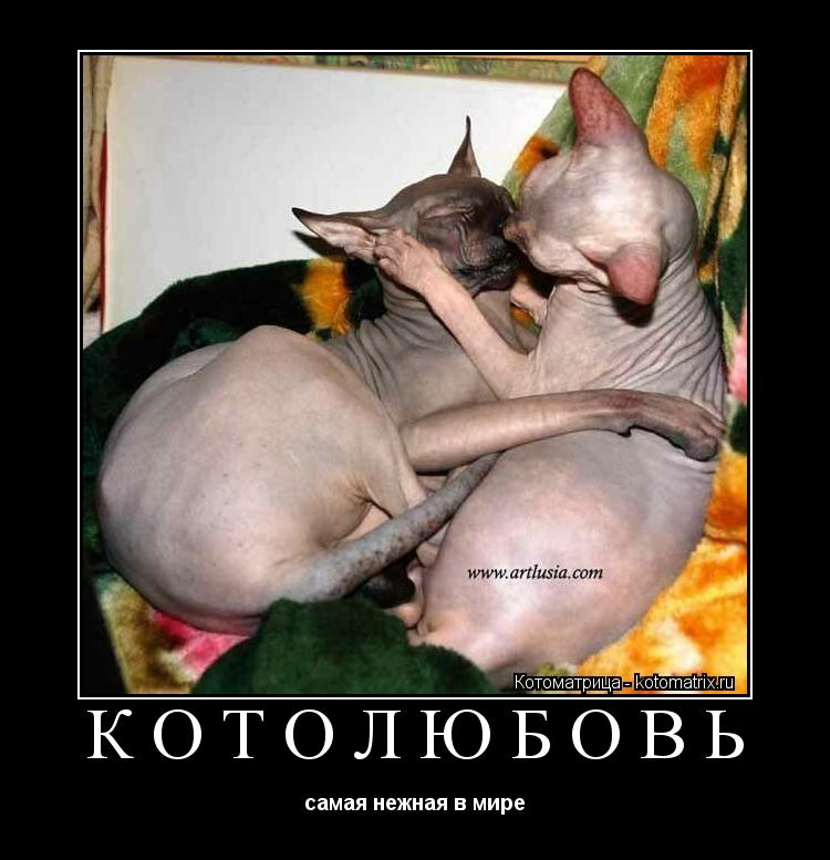 Котоматрица: КОТОЛЮБОВЬ самая нежная в мире