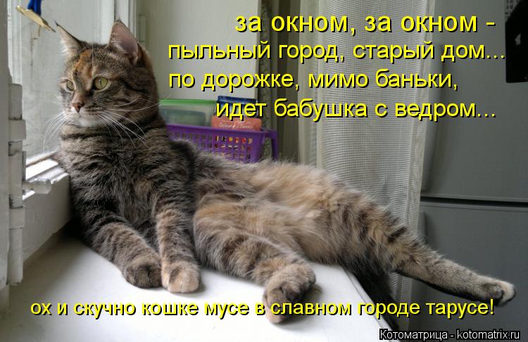 за окном, за окном - пыльный город, старый дом... по дорожке, мимо баньки, идет бабушка с ведром... о... Котоматрица: за окном, за окном - пыльный город, старый дом... по дорожке, мимо баньки, идет бабушка с ведром... ох и скучно кошке мусе в славном городе тарус