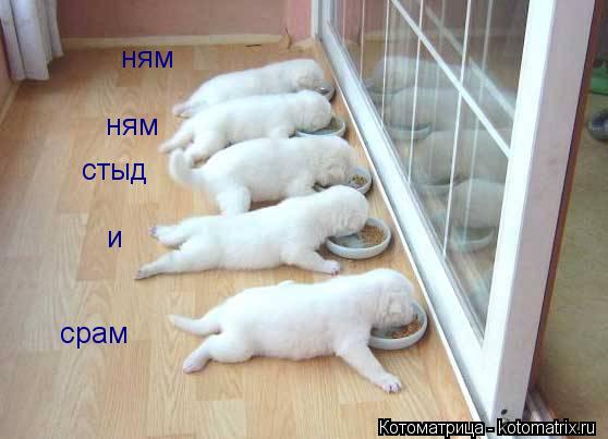 ням ням стыд и срам... Котоматрица: ням ням стыд и срам
