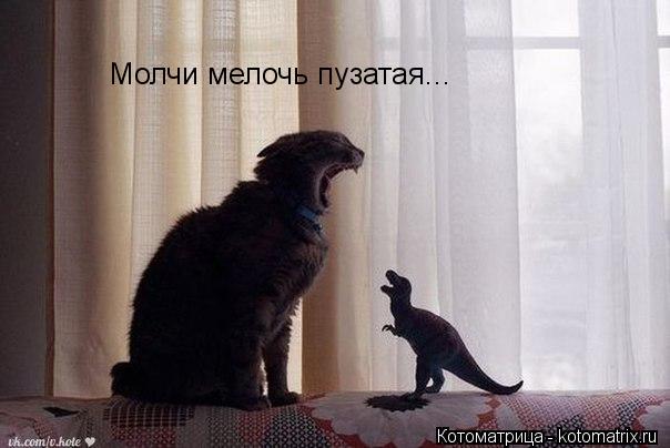 Молчи мелочь пузатая...... Котоматрица: Молчи мелочь пузатая...