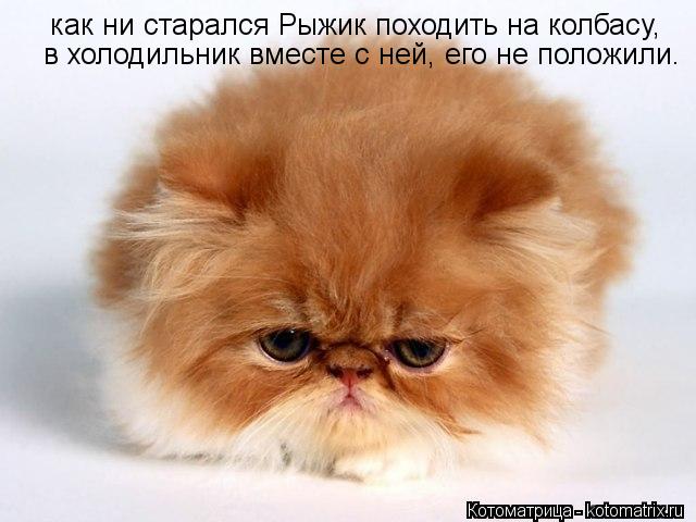 как ни старался Рыжик походить на колбасу, в холодильник вместе с ней, его не положили.... Котоматрица: как ни старался Рыжик походить на колбасу, в холодильник вместе с ней, его не положили.