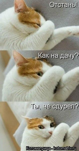 Отстань! Как на дачу? Ты, чё сдурел?... Котоматрица: Отстань! Как на дачу? Ты, чё сдурел?