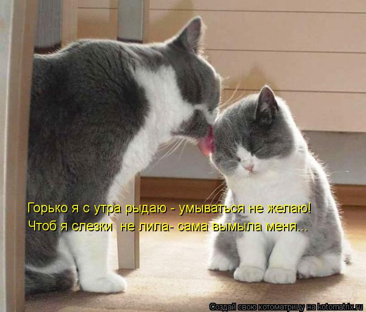 Котоматрица: Горько я с утра рыдаю - умываться не желаю! Чтоб я слезки  не лила- сама вымыла меня...